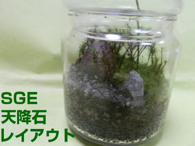 苔テラリウムにSGE天降石を活用！